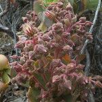 Aeonium valverdense Flor