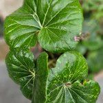 Farfugium japonicum Fuelha