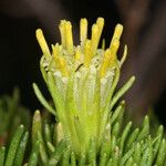 Peucephyllum schottii Fleur