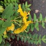 Hypericum patulum फूल