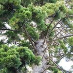 Araucaria cunninghamii Folha
