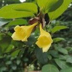 Gmelina philippensis Floare
