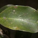 Eugenia pseudopsidium 葉