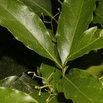 Ocotea viridiflora Ліст