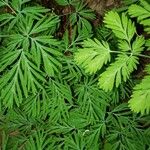 Dicentra canadensis Leaf