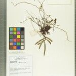 Angraecum rhizanthium Otro
