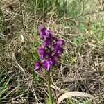 Anacamptis morioÕis