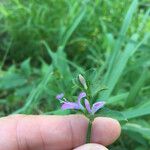 Dicliptera brachiata Staniste