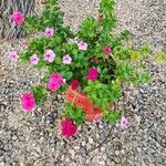 Catharanthus roseus Floro