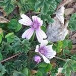 Malva sylvestris Květ