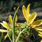 Helianthus californicus Květ