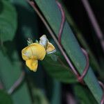 Vigna luteola Floro