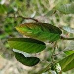 Amelanchier alnifolia Листок