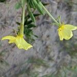 Oenothera drummondii Квітка