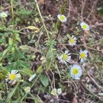 Erigeron strigosus Kukka