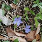 Vinca minorFleur