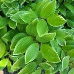 Polygonatum biflorum Leaf