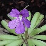 Pinguicula longifolia Flor