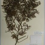 Taxus wallichiana Other