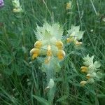 Rhinanthus alectorolophusFlower