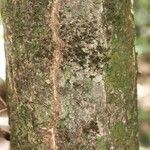 Manilkara bidentata Corteza