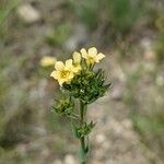 Linum strictum 花
