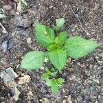 Acalypha arvensis Leaf