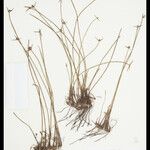 Cyperus obtusatus Blüte