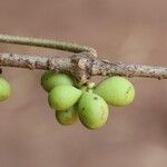 Pleiocarpa pycnantha Fruit
