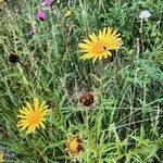 Buphthalmum salicifoliumBlüte