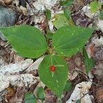 Trillium undulatum Fruit