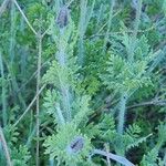 Lavandula pinnata Leaf