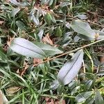 Magnolia figo Hoja