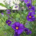 Lycianthes rantonnetii Fula