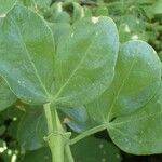 Zygophyllum fabago Leaf