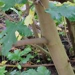 Ficus johannis Bark