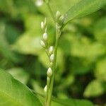 Persicaria mitis फूल