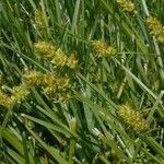 Carex cephalophora Агульны выгляд