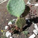 Opuntia engelmannii موطن