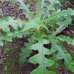 Sonchus congestus Blatt