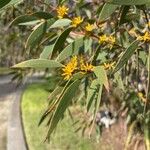 Eucalyptus pauciflora Hostoa