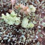 Atriplex vesicaria Yaprak