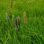 Alopecurus pratensis Plante entière