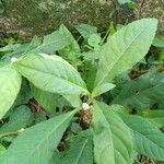 Struchium sparganophorumFolla