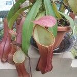 Nepenthes mirabilis Blomma
