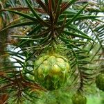 Cunninghamia lanceolata Frutto