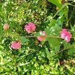 Clarkia unguiculata Цветок