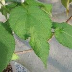 Sparrmannia africana Leaf