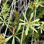 Galium anisophyllon Leaf