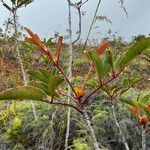 Cunonia macrophylla Φύλλο
